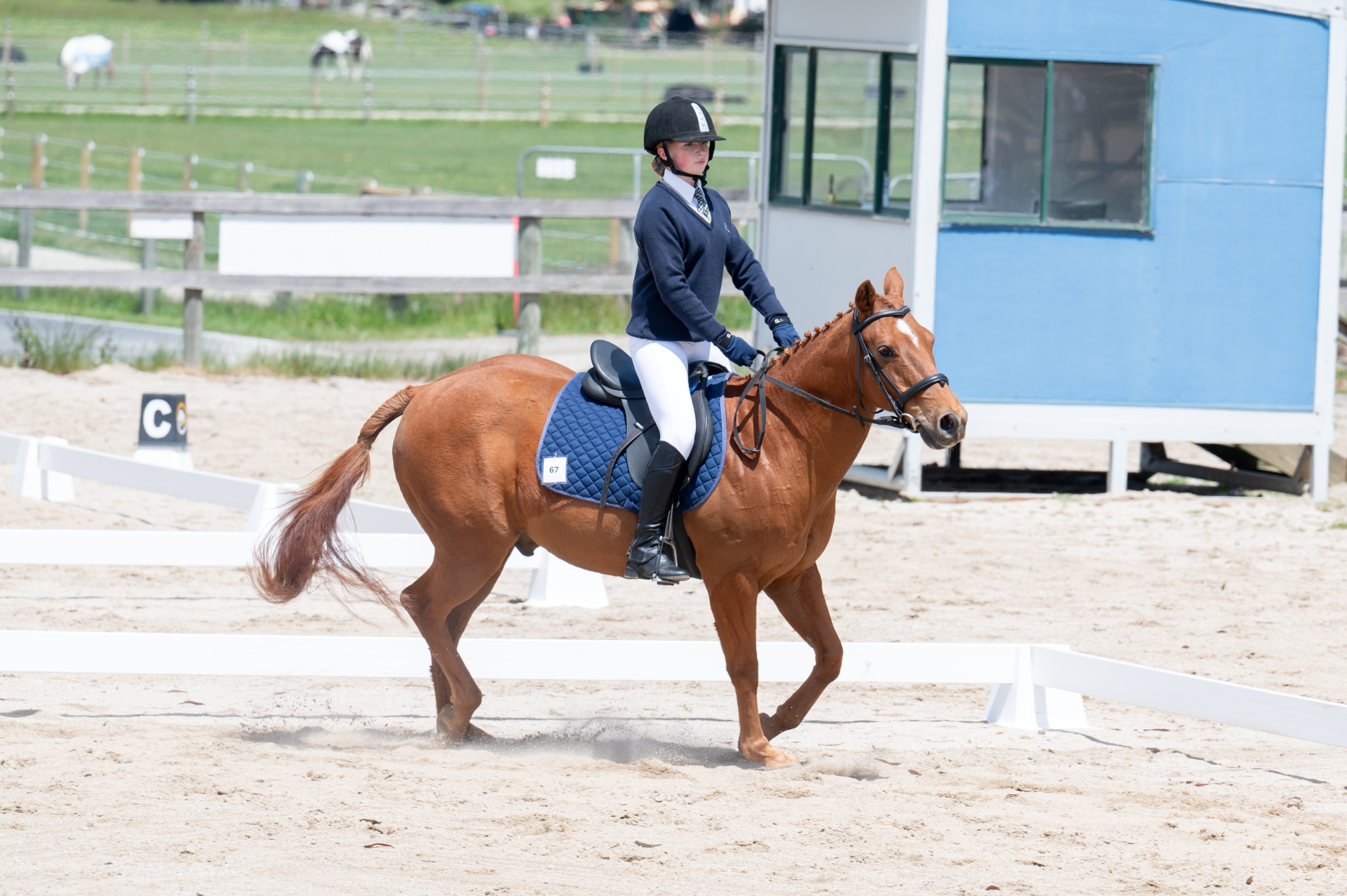 Ayr Hill Equestrian